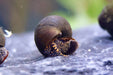Filopaludina sp. - "Orange spotted Leopard" Schnecke - Water - Plants