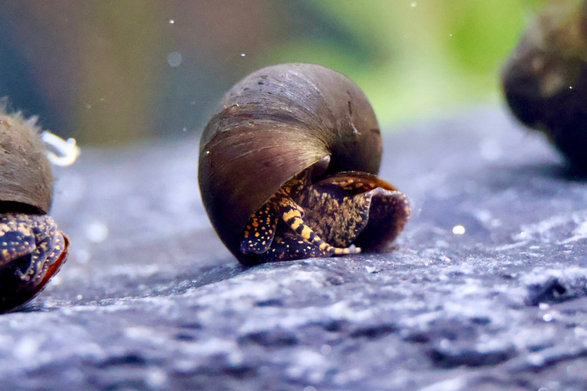 Filopaludina sp. - "Orange spotted Leopard" Schnecke - Water - Plants
