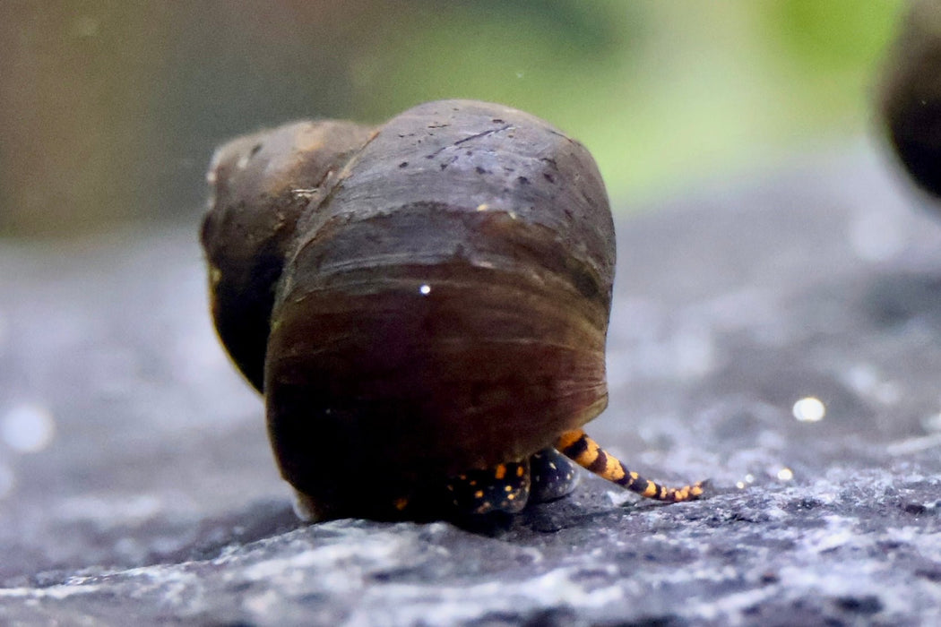 Filopaludina sp. - "Orange spotted Leopard" Schnecke - Water - Plants