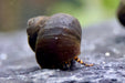 Filopaludina sp. - "Orange spotted Leopard" Schnecke - Water - Plants