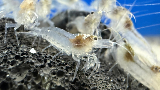 Galaxy Amano Garnele Größe S - M - Caridina multidentata - Water - Plants