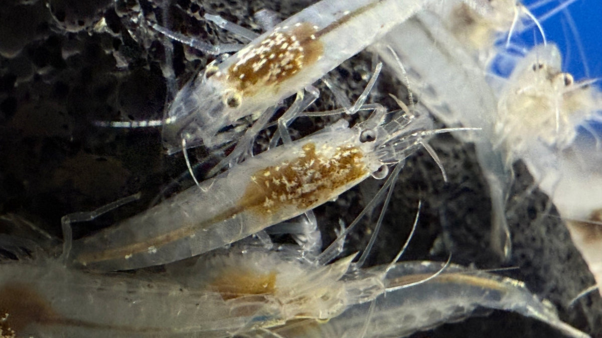 Galaxy Amano Garnele Größe S - M - Caridina multidentata - Water - Plants