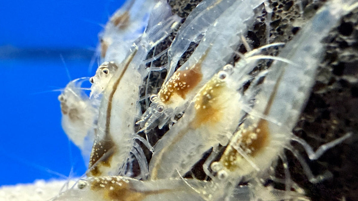 Galaxy Amano Garnele Größe S - M - Caridina multidentata - Water - Plants