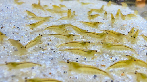 Gelbe Amano Garnele - Caridina multidentata - Water - Plants