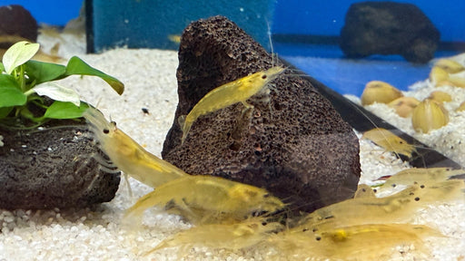 Gelbe Amano Garnele Größe L - Caridina multidentata - Water - Plants