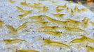 Gelbe Amano Garnele - Caridina multidentata - Water - Plants