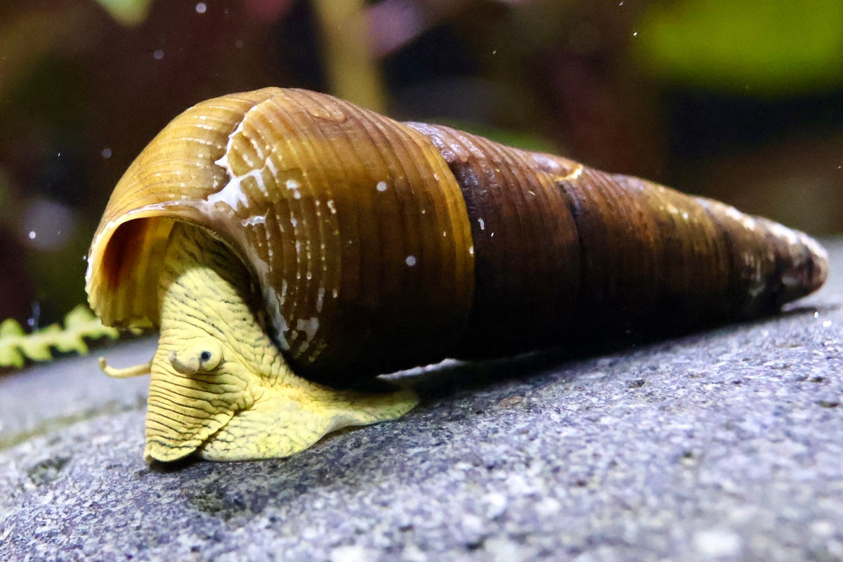 Gelbe Perlhuhnschnecke - Turmdeckelschnecke - Water - Plants