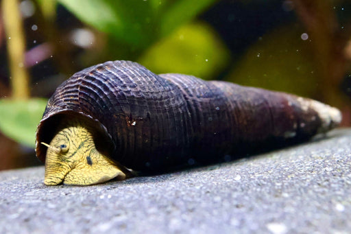 Gelbe Perlhuhnschnecke - Turmdeckelschnecke - Water - Plants