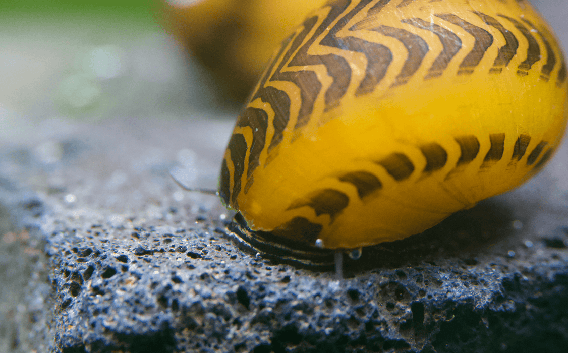 Gelbe Rennschnecke - Vittina waigiensis - Yellow Racer - Water - Plants