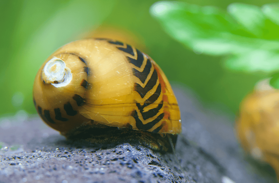 Gelbe Rennschnecke - Vittina waigiensis - Yellow Racer - Water - Plants