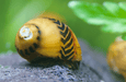 Gelbe Rennschnecke - Vittina waigiensis - Yellow Racer - Water - Plants