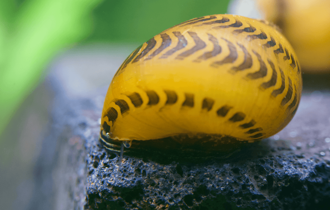 Gelbe Rennschnecke - Vittina waigiensis - Yellow Racer - Water - Plants