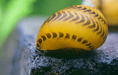 Gelbe Rennschnecke - Vittina waigiensis - Yellow Racer - Water - Plants
