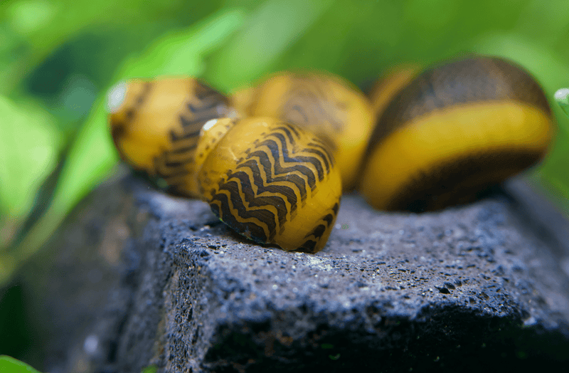 Gelbe Rennschnecke - Vittina waigiensis - Yellow Racer - Water - Plants