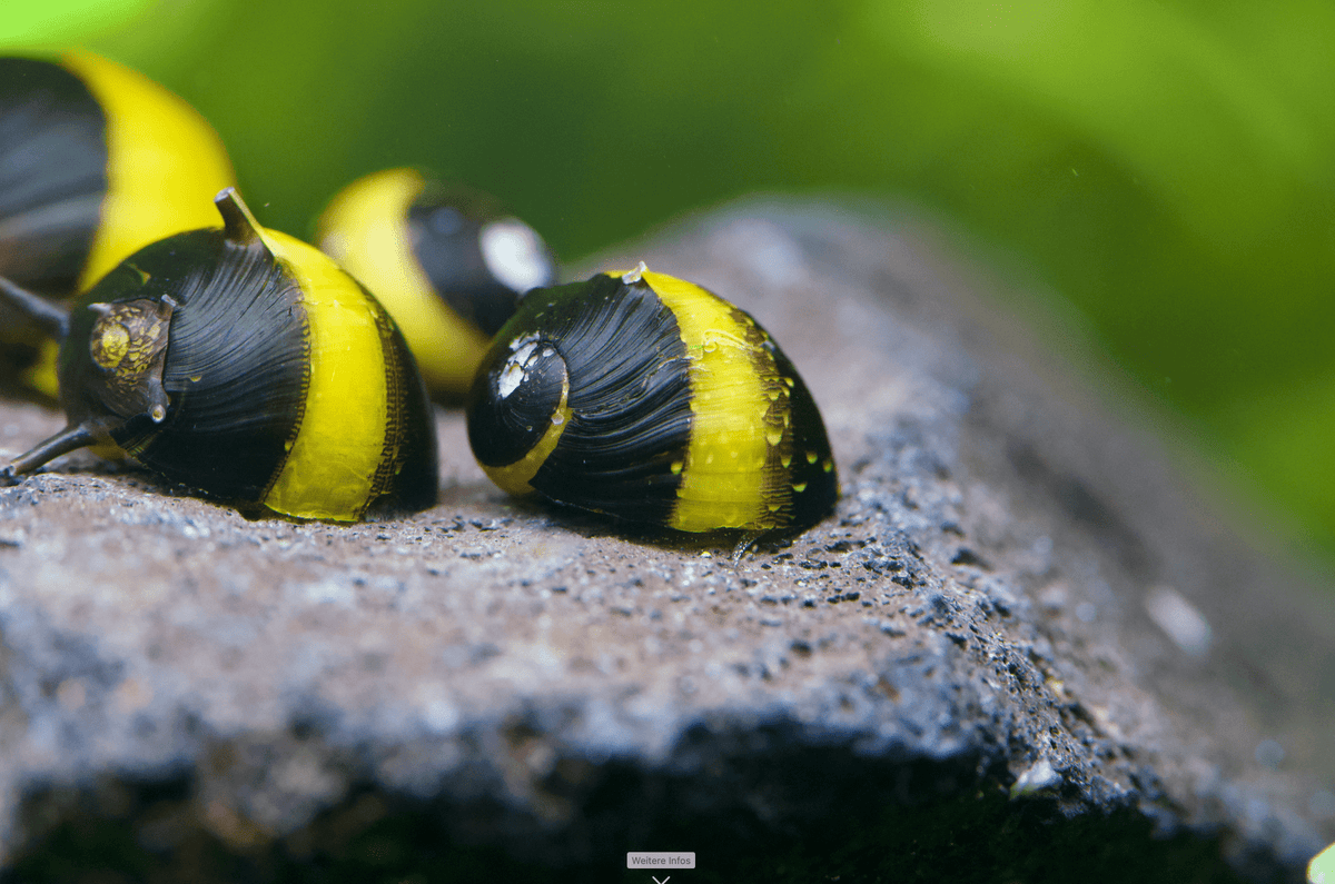 Geweihschnecke Black & Gold - Clithon sp. - Water - Plants