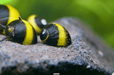 Geweihschnecke Black & Gold - Clithon sp. - Water - Plants