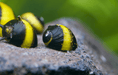 Geweihschnecke Black & Gold - Clithon sp. - Water - Plants