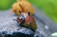 Geweihschnecke Volcano Red - Clithon sp. - Water - Plants