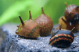 Geweihschnecke Volcano Red - Clithon sp. - Water - Plants