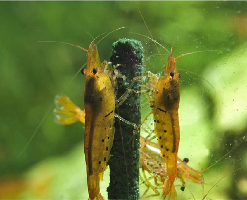 GlasGarten Shrimp Lollies 4in1 Power - Water - Plants