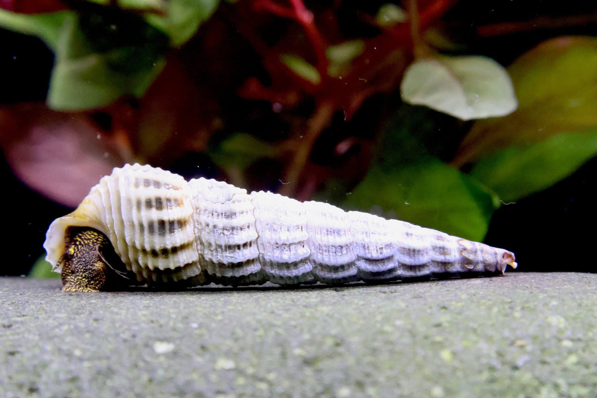 Himalaya Turmdeckelschnecke - Tylomelania - Water - Plants