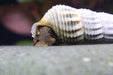 Himalaya Turmdeckelschnecke - Tylomelania - Water - Plants
