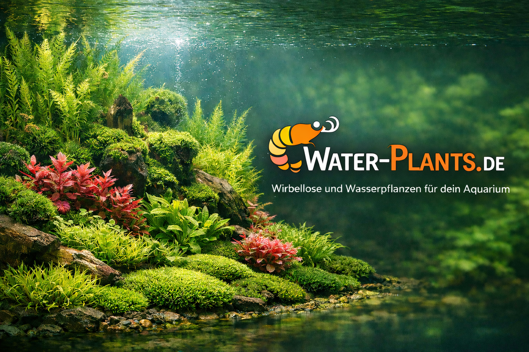 Himalaya Turmdeckelschnecke - Tylomelania - Water - Plants