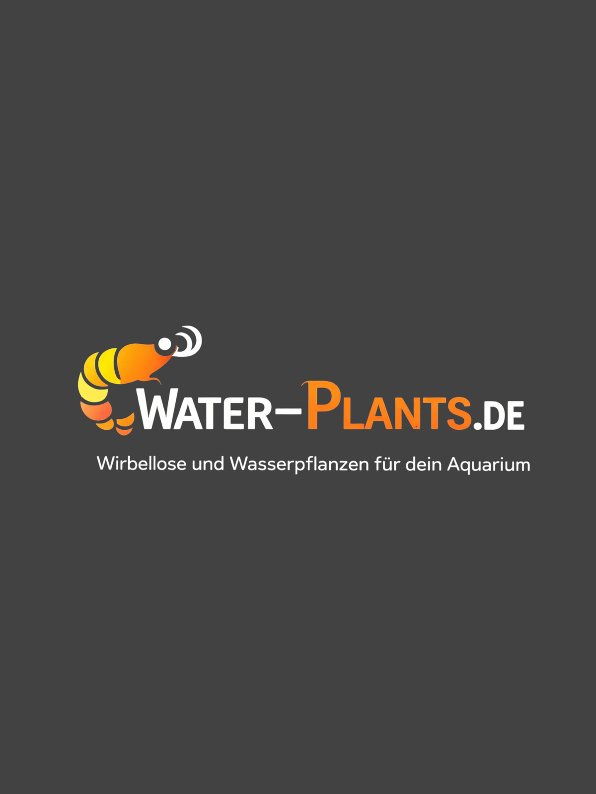 Himalaya Turmdeckelschnecke - Tylomelania - Water - Plants