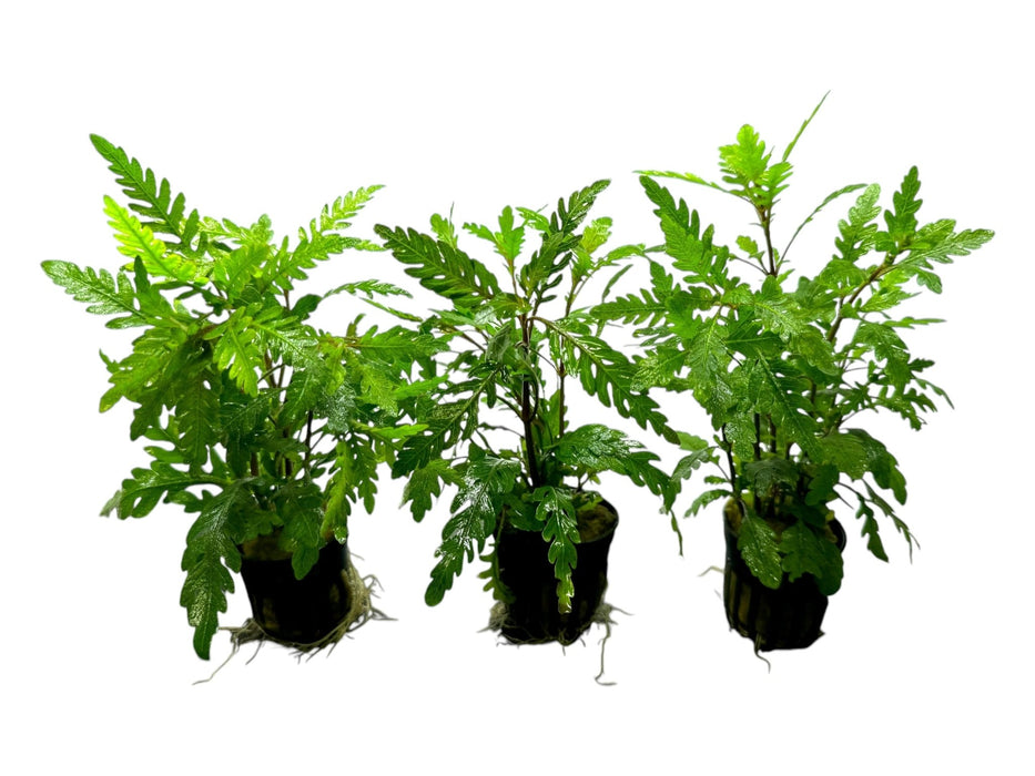 Hygrophila pinnatifida - Fiederspaltiger Wasserfreund - Water - Plants