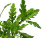 Hygrophila pinnatifida - Fiederspaltiger Wasserfreund - Water - Plants