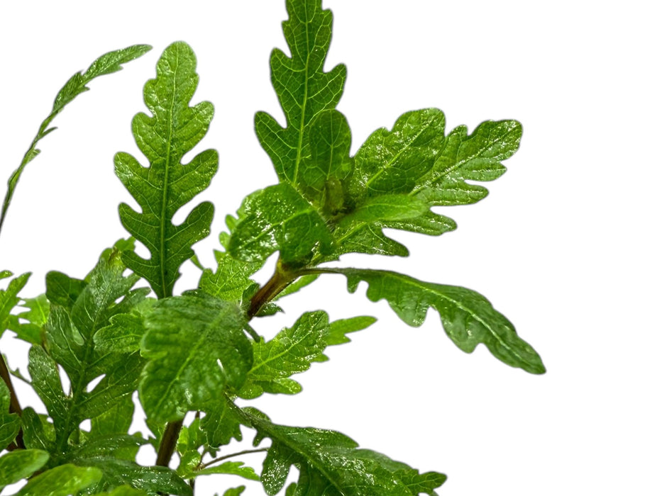 Hygrophila pinnatifida - Fiederspaltiger Wasserfreund - Water - Plants