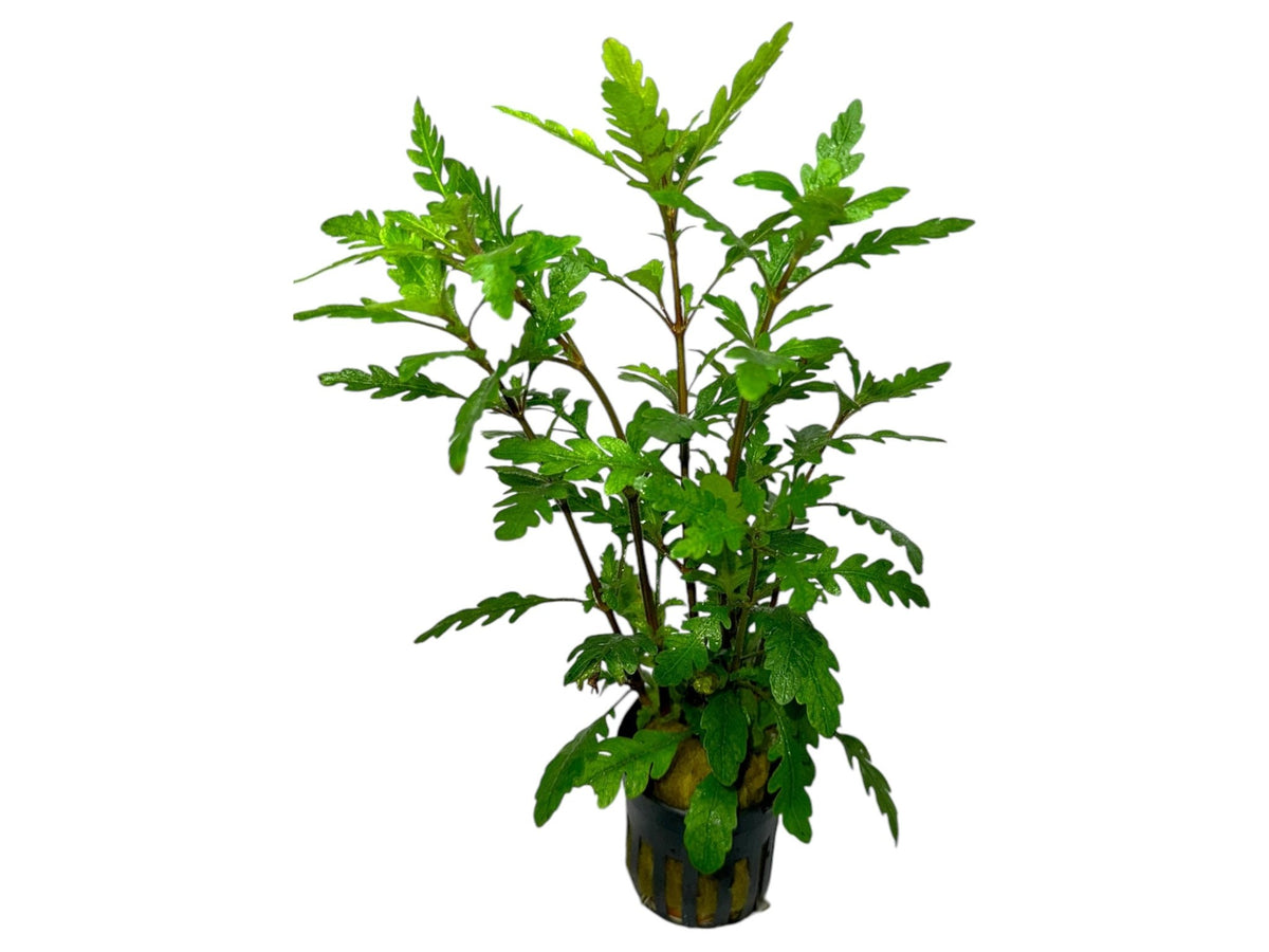 Hygrophila pinnatifida - Fiederspaltiger Wasserfreund - Water - Plants