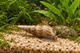 Indische Turmdeckelschnecke – Melanoides tuberculata - Water - Plants