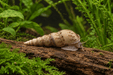 Indische Turmdeckelschnecke – Melanoides tuberculata - Water - Plants