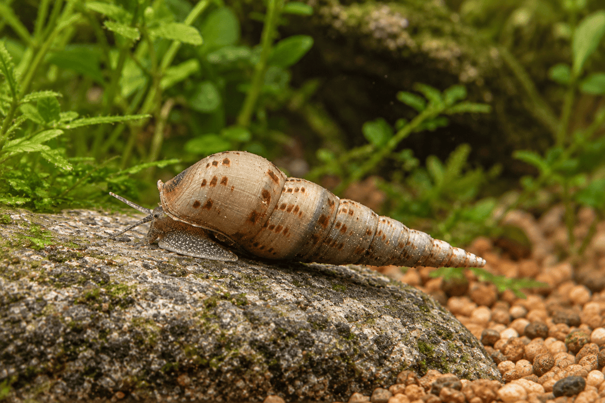 Indische Turmdeckelschnecke – Melanoides tuberculata - Water - Plants