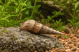 Indische Turmdeckelschnecke – Melanoides tuberculata - Water - Plants