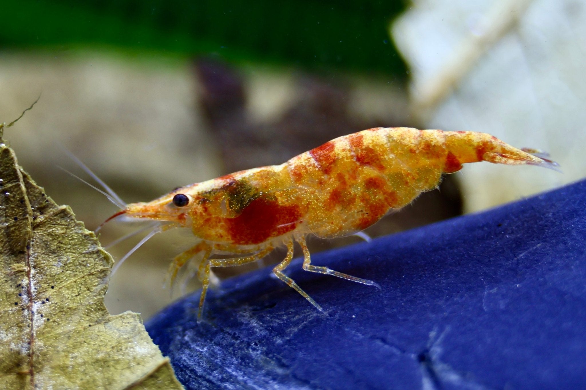 Koi Sunburst Zwerggarnele - Neocaridina davidi - Water - Plants