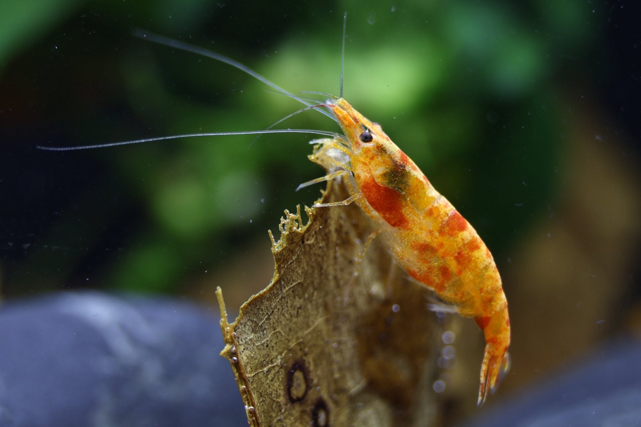 Koi Sunburst Zwerggarnele - Neocaridina davidi - Water - Plants