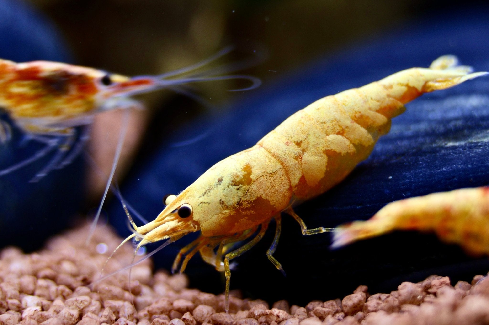 Koi Sunburst Zwerggarnele - Neocaridina davidi - Water - Plants