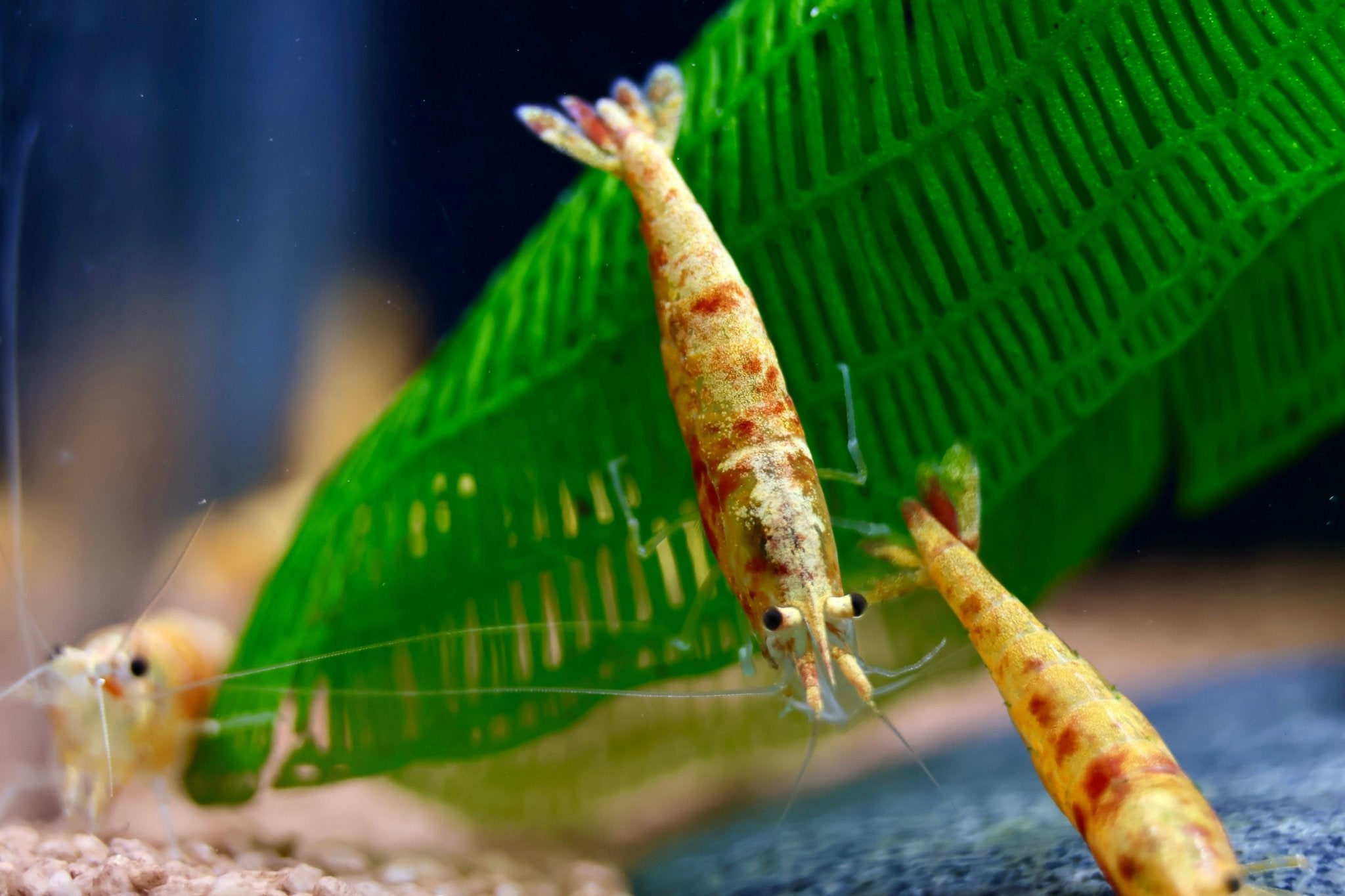 Koi Sunburst Zwerggarnele - Neocaridina davidi - Water - Plants