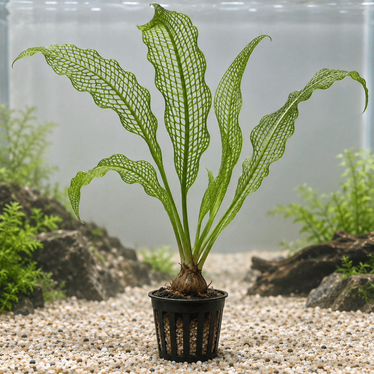 Madagaskar-Gitterpflanze – Aponogeton madagascariensis - Water - Plants