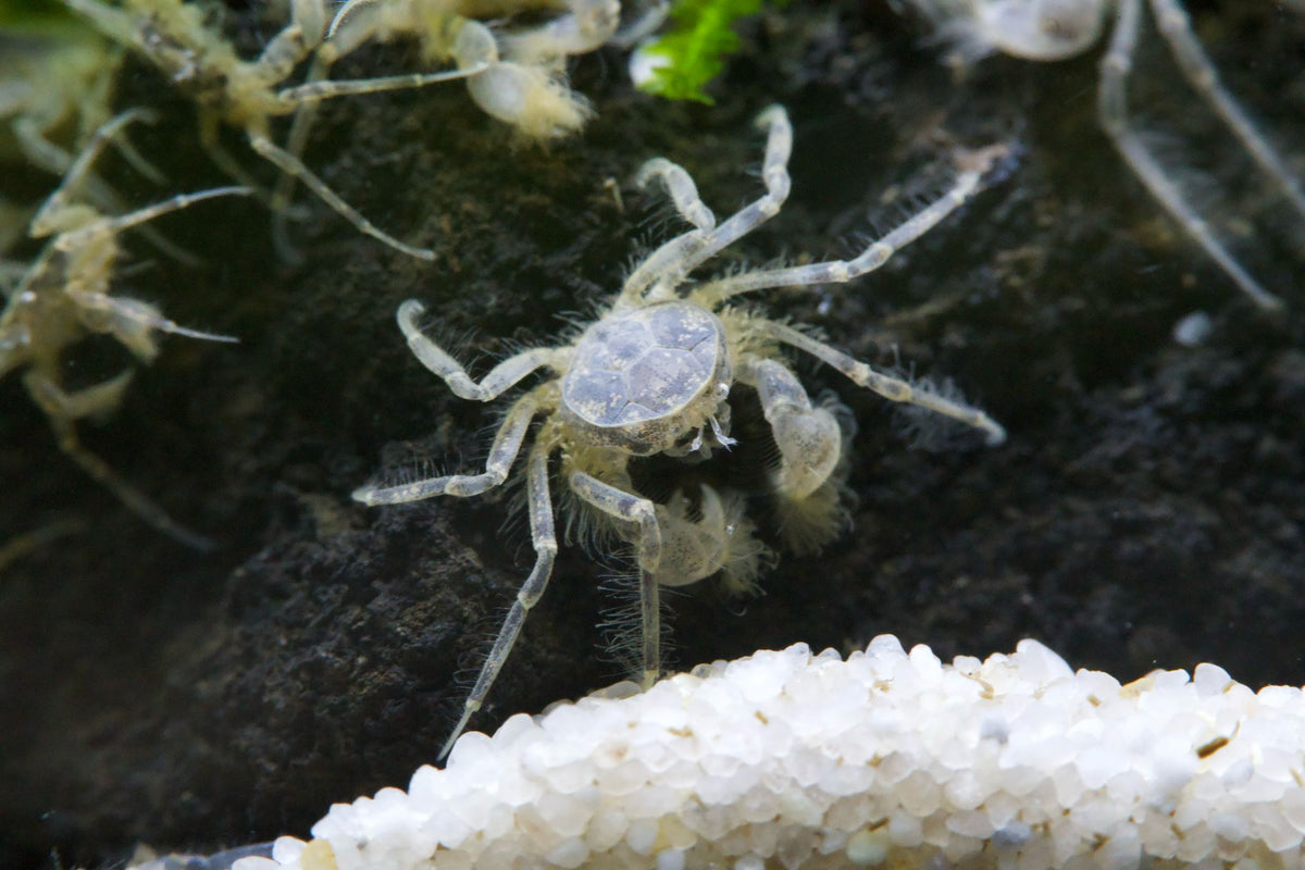 Microkrabbe, Limnopilos naiyanetri - Water - Plants