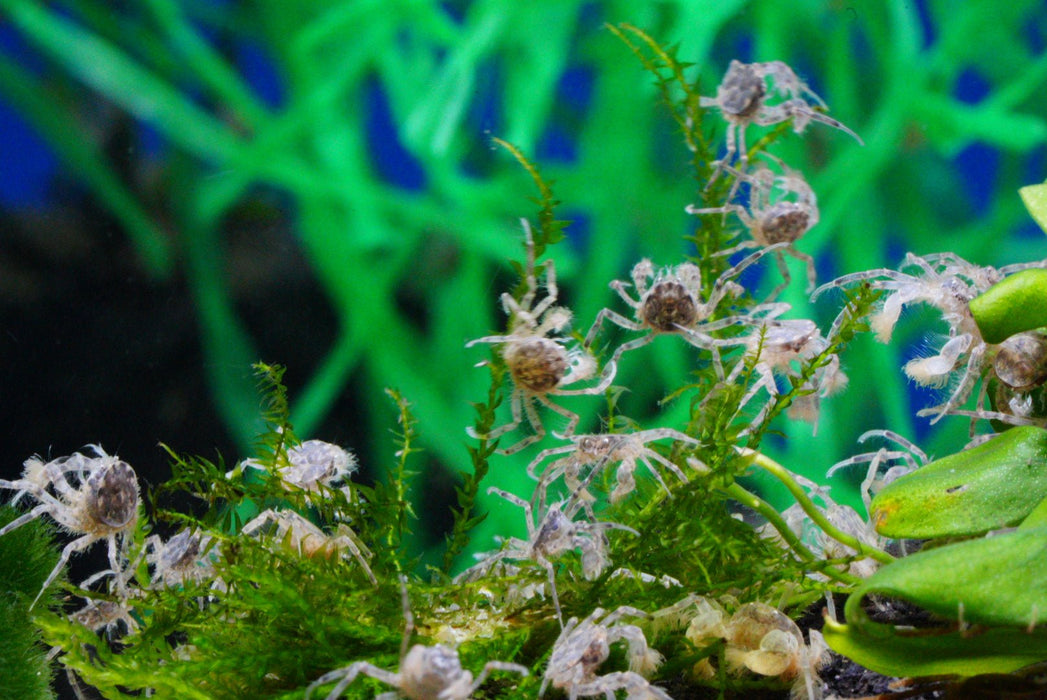 Microkrabbe, Limnopilos naiyanetri - Water - Plants