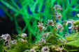 Microkrabbe, Limnopilos naiyanetri - Water - Plants