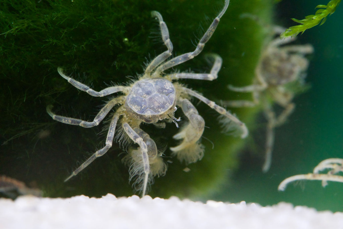 Microkrabbe, Limnopilos naiyanetri - Water - Plants