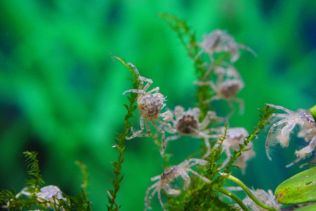 Microkrabbe, Limnopilos naiyanetri - Water - Plants