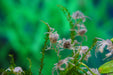 Microkrabbe, Limnopilos naiyanetri - Water - Plants