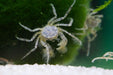 Microkrabbe, Limnopilos naiyanetri - Water - Plants