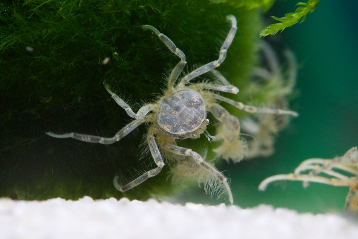 Microkrabbe, Limnopilos naiyanetri - Water - Plants