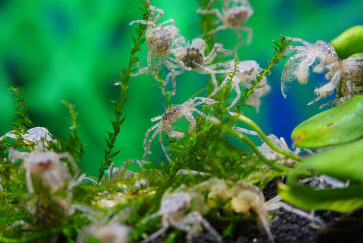 Microkrabbe, Limnopilos naiyanetri - Water - Plants